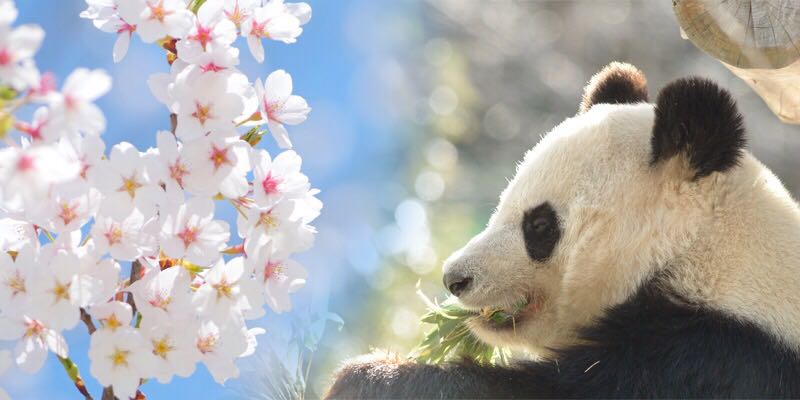 中国人赴日“医疗爆买” 背后真相竟是这样